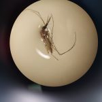 Anopheles mosquito under the microscope in preparation for dissection