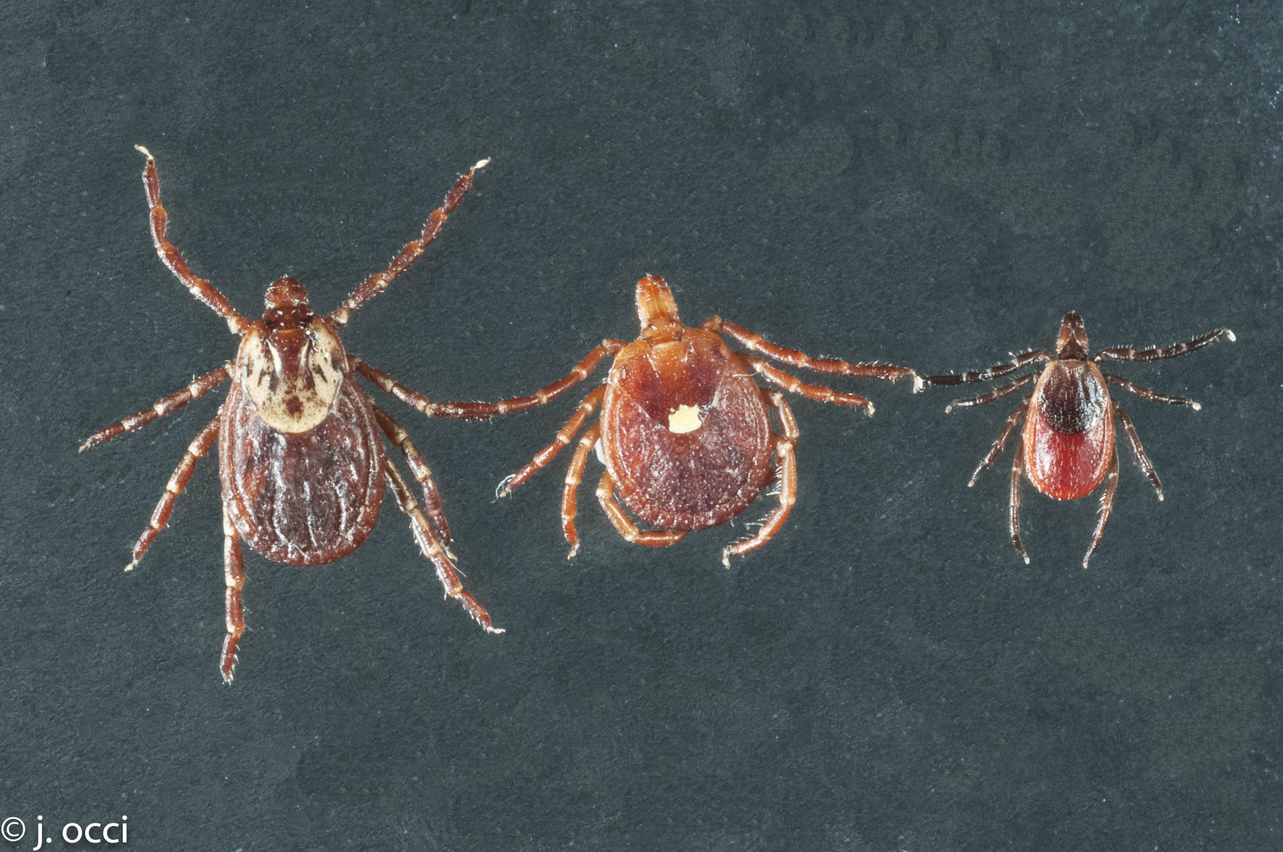 Ticks and tick-borne diseases