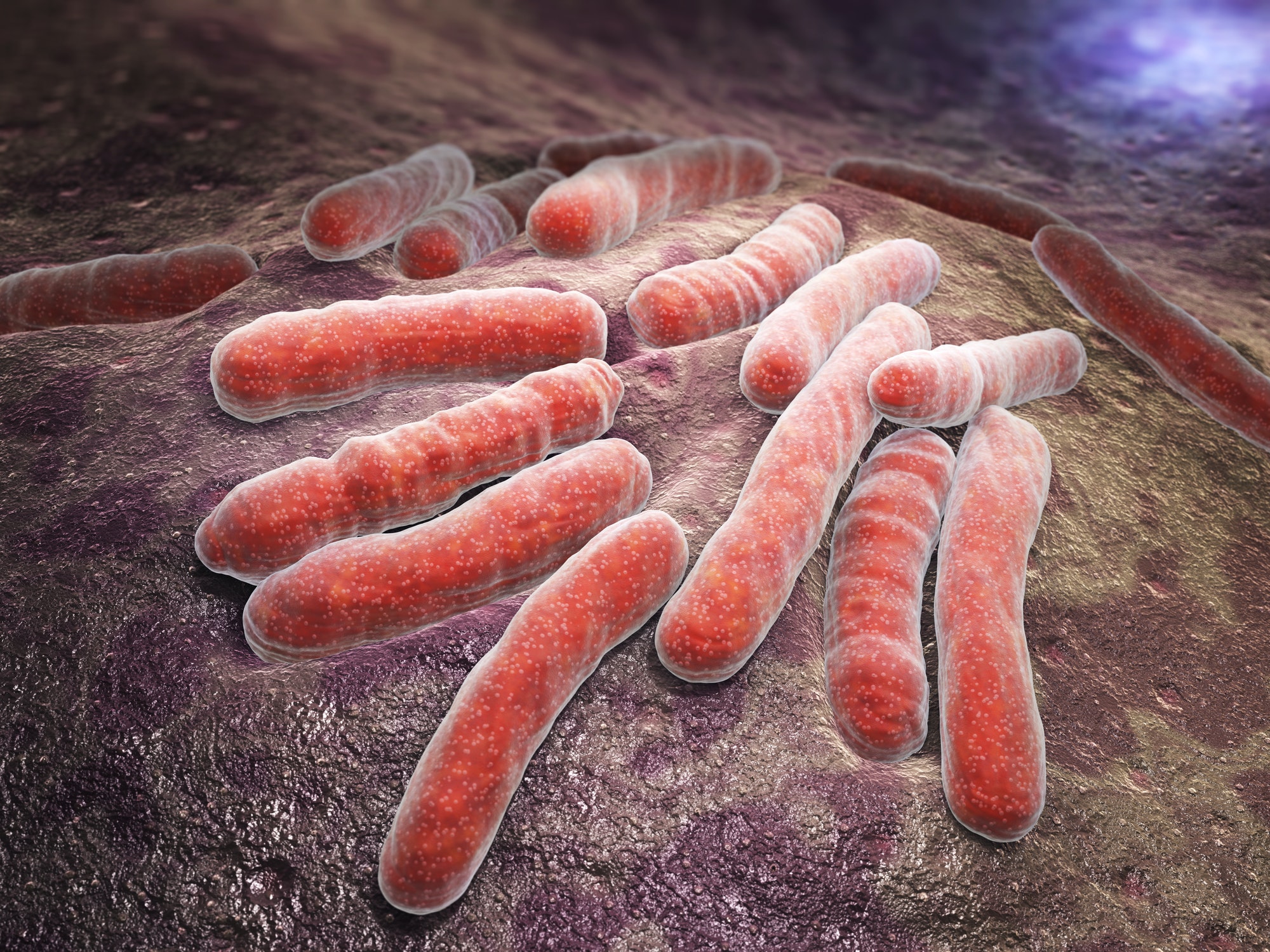 Tuberculosis bacteria