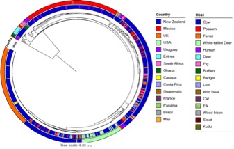 Global phylogenetic context of Ghanaian clinical M. bovis strains