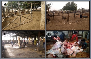 Activities at a typical abattoir. (A and B) Lairage for cattle (C) slaughterhouse for small ruminant (D) slaughterhouse for large ruminant