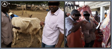 Veterinary inspection of animals by a veterinary officer. (A) Ante-mortem inspection (B) Post-mortem inspection for macro lesions